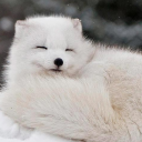 ノfluffie . 𝑔ws . s𝑜cia𝓁 .