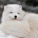 ใfluffie . ๐ws . s๐cia๐ .