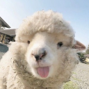 The Lord’s Sheep Discord server icon