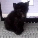 the aiven’s private