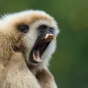 THE FLYING GIBBONS