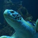 ꒰ᩧׁׅ   𓏼  ̣̣̥    YUMETURTLE    ̣̣̥ ྀིྀིྀ 𓏼  Nontox 𓏼 sfw