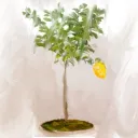 The lemon tree