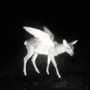 fawn
