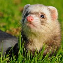 Ferret Hangout Server
