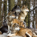 Wolf Pack Discord server icon