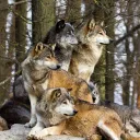 Wolf Pack