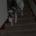 Discovery icon for Bus Discord server