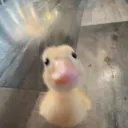 Duckcord NA