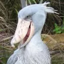 shoebill station