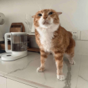 The hang out spot Discord server icon