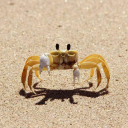 ˚. ⟢ crab server ‧ ₊˚ ୭ Discord server icon