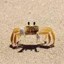 ˚. ⟢ crab server ‧ ₊˚ ୭