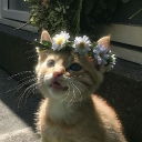 our deαr,     ♯. meowverse ⌇ Discord server icon