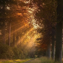 ⋆˚࿔ Forestpack 𝜗𝜚˚⋆