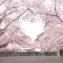木漏れ日 // Sakura Tree