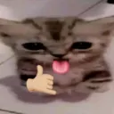 gato