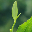 【繋がる吃音者】