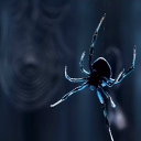 SP!DERS 🕸 🕷 Discord server icon