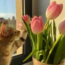 𓈒 ׄ ౿ 🌷  tulipsies  ˚ ׅ  彡 ⊹