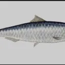 Sardine Clan