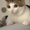nycjit