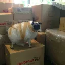 Packed Pug