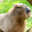 ❤ CAPYBARAS GAMING HIDEOUT ❤