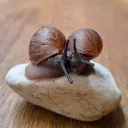 Snail corner 🐌