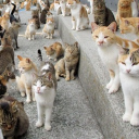 🐈⬛100 Cats Collector Game🐈 Discord server icon