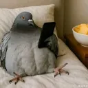 The pigeons