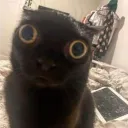 Cryptid Amok