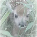 ✧　.　𓋰　.　ℱαω𐓣𝗒　୨ ୧   J2L=Ban