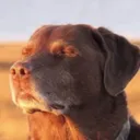 WippyCORD