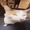 ᓚᘏᗢ Calico's Cozy Cattery ᗢᘏᓗ