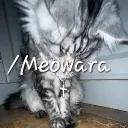 /Meowara (join to join rebrand)'s icon