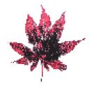Server Icon