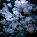 Jellyfish Tank 🩵🌊🎐 Discord Server