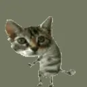 The Cattree🐱