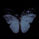 the     butterfly      effect       ₊    ˚     ⊹