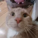 lemon mod yippeee