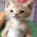 The CARtel (@nobody_on_earth YT) Discord server icon