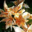 PΛPΛYΛ🧡 Discord server icon