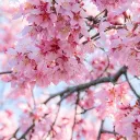 Blossommmmmm