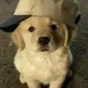 ʚᴄᴜᴛᴇ ᴋᴀᴡᴀɪɪ ᴘᴜᴘsɞ