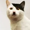 KittyGang