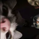 project meows