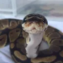 serpent
