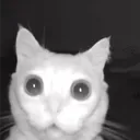 otmorozki
