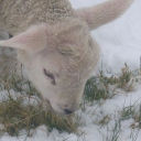 .ᐟ.ᐟ  ʟᴀᴍʙ ᴘᴀꜱᴛᴜʀᴇ ˖ ֶָ֢ ᡣ𐭩 Discord server icon